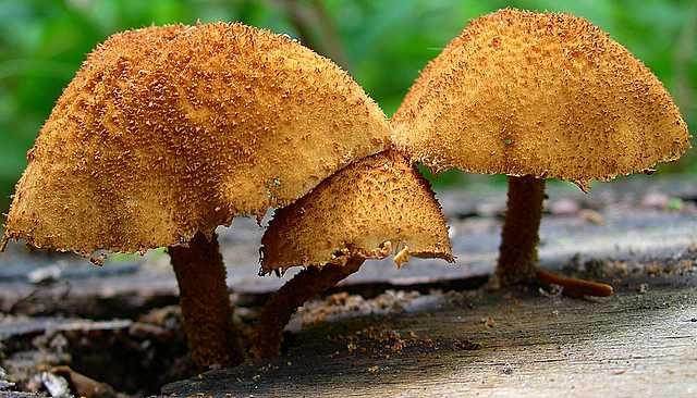 2005 :  Un anno di funghi